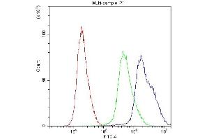 Flow Cytometry analysis of U251 cells using anti-PPID antibody (ABIN5693052). (PPID 抗体  (AA 306-370))