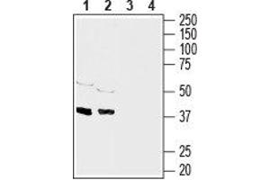 Western blot analysis of rat brain (lanes 1 and 3), (1:1000) and mouse brain (lanes 2 and 4), (1:200) membranes: - 1,2. (Connexin 43/GJA1 抗体  (C-Term, Intracellular))
