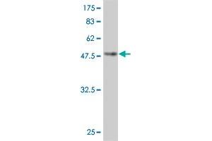 Western Blotting (WB) image for anti-Grancalcin, EF-Hand Calcium Binding Protein (GCA) (AA 1-217) antibody (ABIN525434)