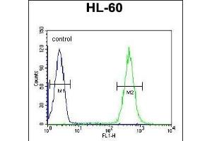 Flow Cytometry (FACS) image for anti-Apolipoprotein B mRNA Editing Enzyme, Catalytic Polypeptide-Like 2 (APOBEC2) (AA 19-48), (N-Term) antibody (ABIN651888)