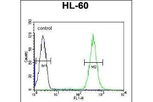 OBEC2 Antibody (N-term) 5701a flow cytometric analysis of HL-60 cells (right histogram) compared to a negative control cell (left histogram).
