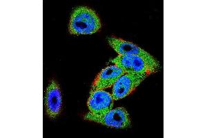 Confocal immunofluorescent analysis of DVL3 Antibody (C-term) (ABIN655969 and ABIN2845354) with  cell followed by Alexa Fluor 488-conjugated goat anti-rabbit lgG (green). (DVL3 抗体  (C-Term))