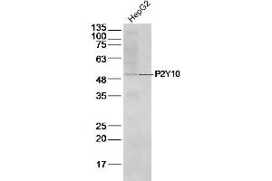 HepG2 Cell lysates probed with P2Y10 Polyclonal Antibody, unconjugated at 1:500 overnight at 4°C followed by a conjugated secondary antibody for 60 minutes at 37°C. (P2RY10 抗体  (AA 151-250))