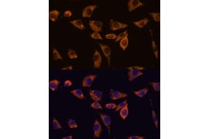 Immunofluorescence analysis of L929 cells using IL10RB antibody (ABIN7267983) at dilution of 1:100. (IL10RB 抗体  (AA 20-220))
