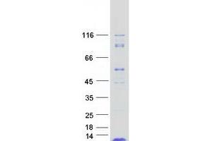 ROMO1 Protein (Myc-DYKDDDDK Tag)