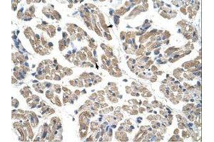 Image no. 1 for anti-Obg-Like ATPase 1 (OLA1) (AA 159-208) antibody (ABIN203101) (OLA1 抗体  (AA 159-208))