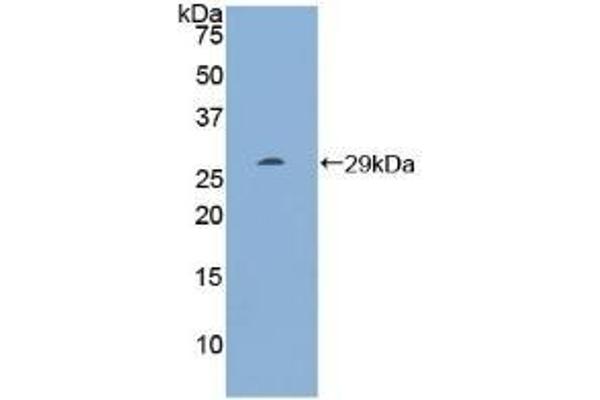 RNH1 Antikörper  (AA 218-444)