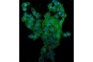 IF analysis of CD44 using anti-CD44 antibody (ABIN7603137). (CD44 抗体  (N-Term))