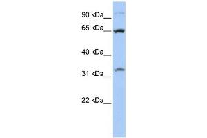 Western Blotting (WB) image for anti-Solute Carrier Family 24 (Sodium/potassium/calcium Exchanger), Member 6 (SLC24A6) antibody (ABIN2458803) (SLC24A6 抗体)