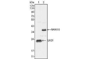 Western Blot showing NANOG antibody used against NTERA-2 cell lysate (2). (Nanog 抗体  (AA 20-166))