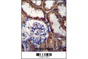 WNT16 Antibody immunohistochemistry analysis in formalin fixed and paraffin embedded human kidney tissue followed by peroxidase conjugation of the secondary antibody and DAB staining. (WNT16 抗体  (C-Term))