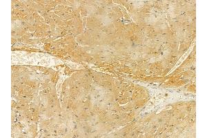 INPP5E Mouse Monoclonal Antibody at 1/100 staining mouse heart tissue by IHC-P. (INPP5E 抗体  (C-Term))