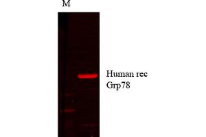 Western Blot analysis of Human cell lysates showing detection of GRP78 protein using Mouse Anti-GRP78 Monoclonal Antibody, Clone 1H11-1H7 . (GRP78 抗体  (Atto 488))