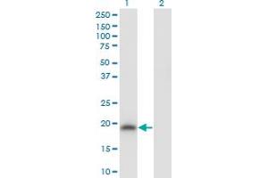 Western Blot analysis of POU5F1 expression in transfected 293T cell line by POU5F1 monoclonal antibody (M04), clone 3A10. (OCT4 抗体  (AA 81-164))