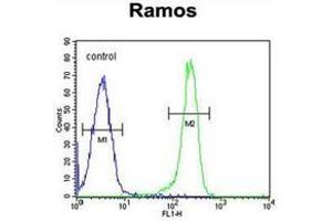 Flow cytometric analysis of Ramos cells using using PDE4B Antibody (Center) Cat. (PDE4B 抗体  (Middle Region))