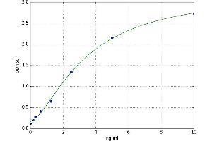 Synaptopodin (SYNPO) ELISA Kit