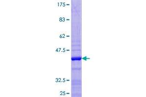 HIST2H2AC Protein (AA 1-129) (GST tag)
