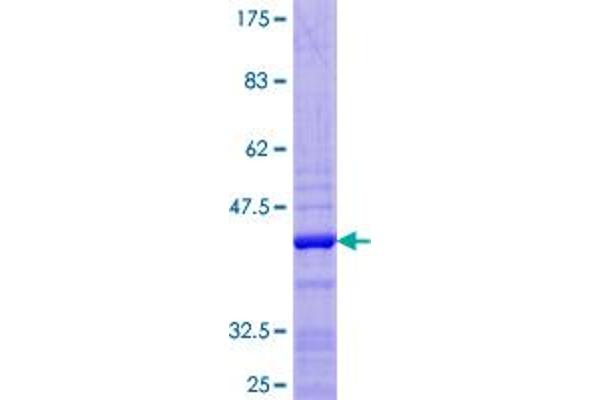 HIST2H2AC Protein (AA 1-129) (GST tag)
