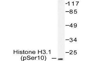 Western blot (WB) analysis of p-Histone H3. (Histone H3.1 抗体  (pSer10))