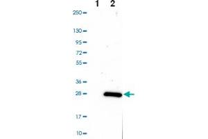 Western blot analysis of Lane 1: Negative control (vector only transfected HEK293T lysate) Lane 2: Over-expression Lysate (Co-expressed with a C-terminal myc-DDK tag (~3. (ARL6IP1 抗体)
