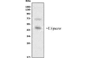 anti-Interleukin 16 (IL16) (AA 1212-1332) antibody