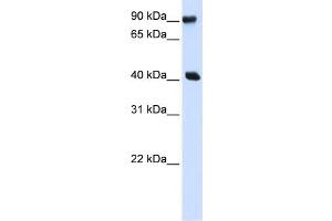 WB Suggested Anti-PBXIP1 Antibody Titration:  0. (PBXIP1 抗体  (N-Term))