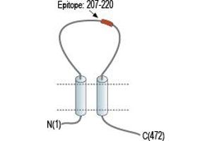 Purinergic Receptor P2X, Ligand Gated Ion Channel 2 (P2RX2) peptide