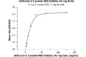 ELISA image for SARS-CoV-2 Spike S1 (RBD), (V483A) protein (His tag) (ABIN6953173)