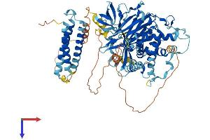 NPHP1 Protein (AA 1-732) (His tag)