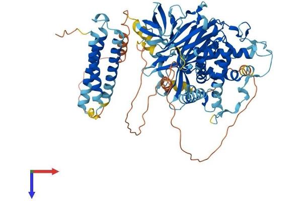NPHP1 Protein (AA 1-732) (His tag)