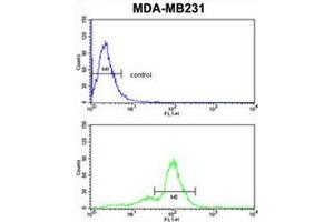 ACR Antibody (Center) flow cytometric analysis of MDA-MB231 cells (bottom histogram) compared to a negative control cell (top histogram). (Acrosin 抗体  (Middle Region))