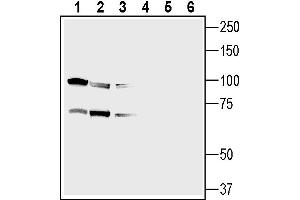 Western blot analysis of human pancreatic carcinoma  cell line lysate (lanes 1 and 4), human breast adenocarcinoma  cell line (lanes 2 and 5) and human  MG glioblastoma cell line (lanes 3 and 6):1-3.