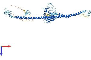 TRIM15 Protein (AA 1-465) (His tag)