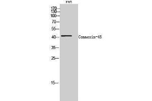 Western Blotting (WB) image for anti-Gap Junction Protein, gamma 1, 45kDa (GJC1) (C-Term) antibody (ABIN3184040) (GJC1 抗体  (C-Term))