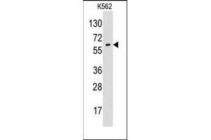 Western blot analysis of anti-GPC6 Pab in K562 cell line lysates (35ug/lane). (Glypican 6 抗体  (N-Term))