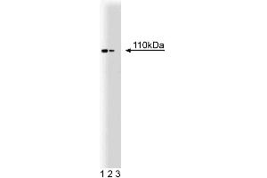 Western blot analysis of Hsp110 on a rat cerebrum lysate. (HSPA4 抗体  (AA 703-858))
