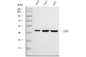Western blot analysis of CDX2 using anti-CDX2 antibody (ABIN7603202).