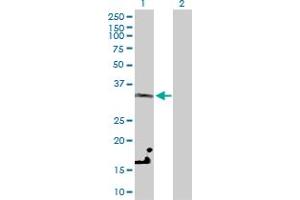 Western Blot analysis of LDHC expression in transfected 293T cell line by LDHC MaxPab polyclonal antibody.