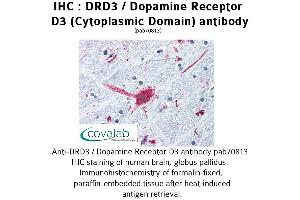 Image no. 1 for anti-Dopamine Receptor D3 (DRD3) (3rd Cytoplasmic Domain) antibody (ABIN1733784) (DRD3 抗体  (3rd Cytoplasmic Domain))