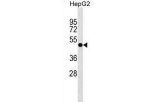 Western Blotting (WB) image for anti-Pleckstrin Homology Domain Containing, Family A (Phosphoinositide Binding Specific) Member 8 (PLEKHA8) antibody (ABIN3000116) (PLEKHA8 抗体)