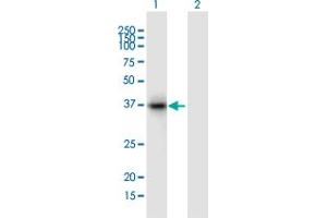 Western Blot analysis of TFPI expression in transfected 293T cell line ( H00007035-T01 ) by TFPI MaxPab polyclonal antibody.