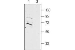 Western blot analysis of rat brain membranes: - 1. (Prokineticin Receptor 2 抗体  (Extracellular, N-Term))