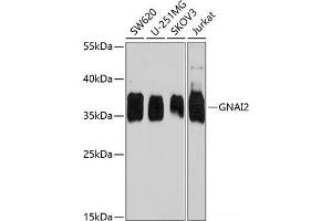 Western blot analysis of extracts of various cell lines using GNAI2 Polyclonal Antibody at dilution of 1:1000. (GNAI2 抗体)