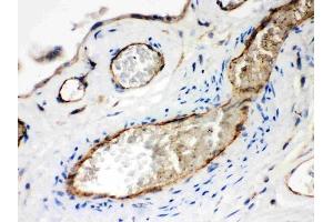 anti-Neuropilin 1 (NRP1) (AA 504-827) antibody