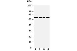 Western blot testing of BiP antibody and Lane 1:  rat testis (GRP78 抗体  (C-Term))
