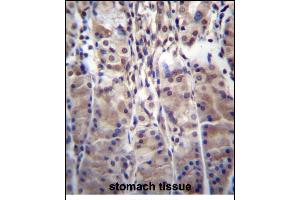 MDM1 Antibody (C-term) (ABIN656278 and ABIN2845588) immunohistochemistry analysis in formalin fixed and paraffin embedded human stomach tissue followed by peroxidase conjugation of the secondary antibody and DAB staining. (MDM1 抗体  (C-Term))