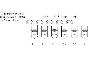 This picture shows the preparation of the positive control. (EGFR ELISA 试剂盒)