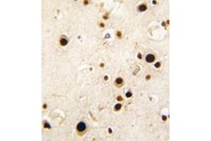Image no. 2 for anti-Synaptotagmin Binding, Cytoplasmic RNA Interacting Protein (SYNCRIP) (C-Term) antibody (ABIN360208)