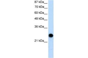Western Blotting (WB) image for anti-Voltage-Dependent Anion Channel 2 (VDAC2) antibody (ABIN2461103) (VDAC2 抗体)