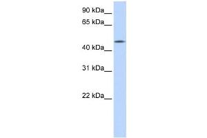 Western Blotting (WB) image for anti-Chromosome 20 Open Reading Frame 160 (C20orf160) antibody (ABIN2459536) (C20orf160 抗体)